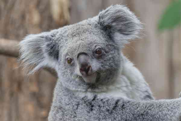 Koalabeer