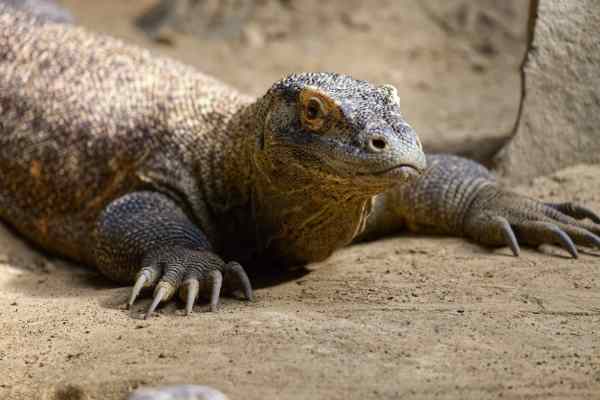 Komodovaraan