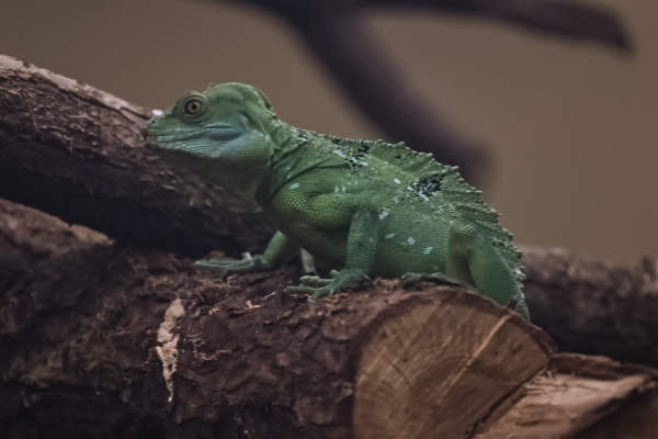Kroonbasilisk