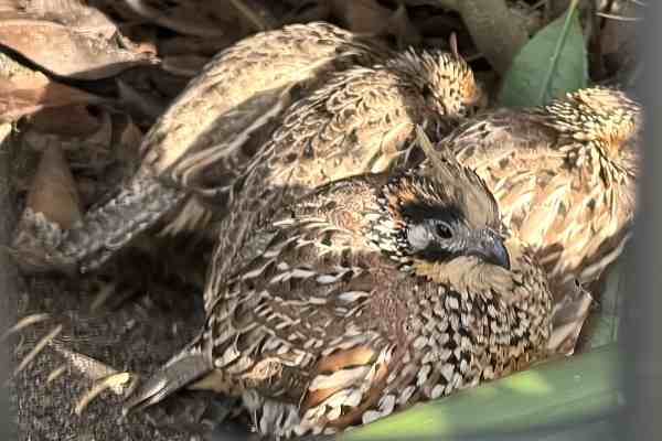 Kuifbobwhite