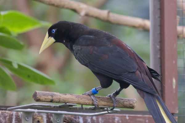 Kuiforopendola