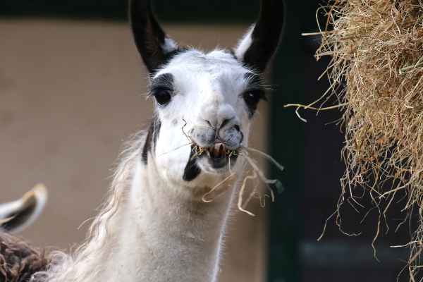 Lama