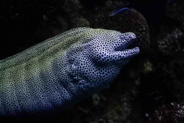 Luipaardmurene