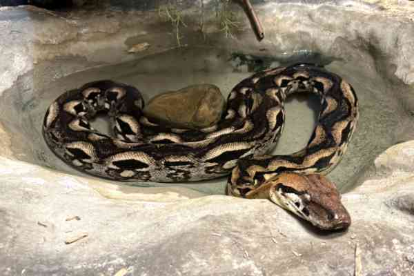 Madagaskar-boa