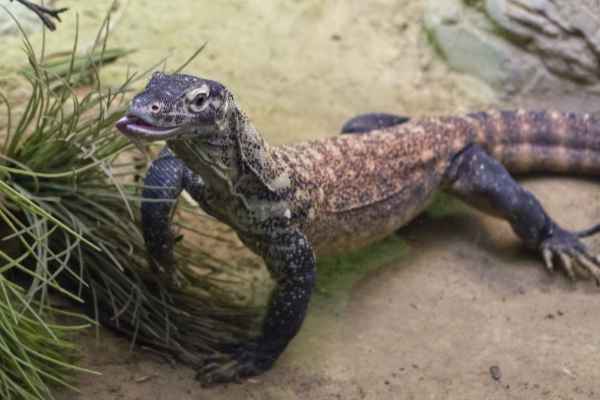 M.Halsbandleguaan
