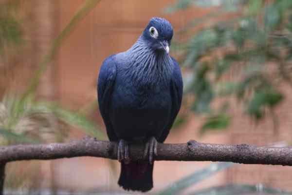 Malagassische bl.duif