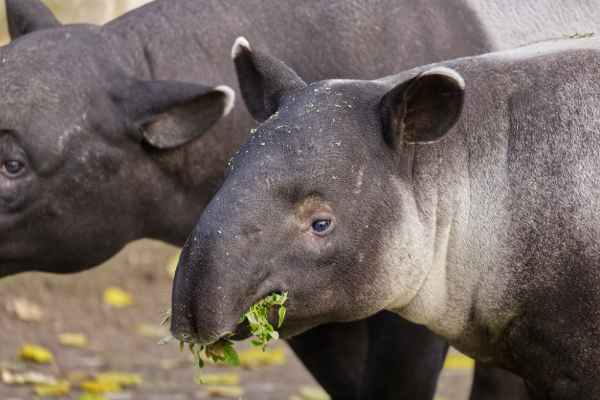 Maleise Tapir
