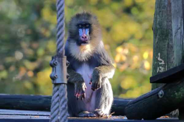 Mandril