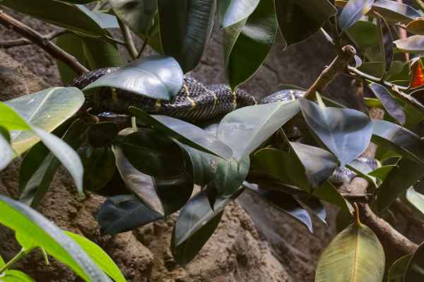 Mangrovennachtboomslang