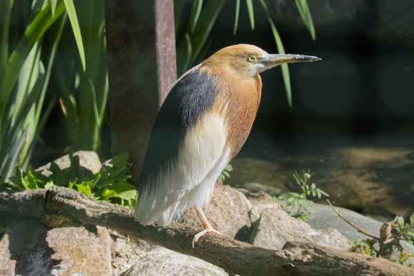 Mangrovereiger