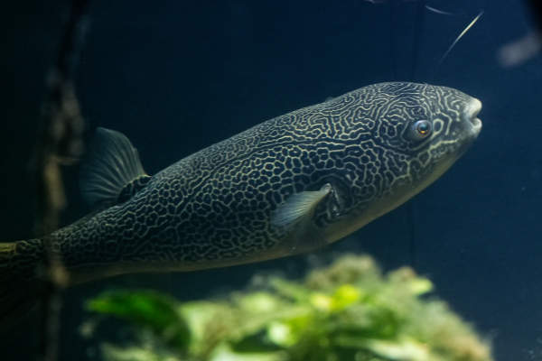 Tetraodon mbu