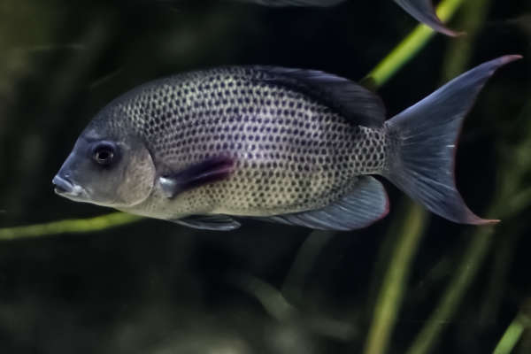 Menarambo cichlide