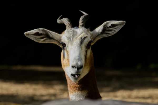Mhorrgazelle