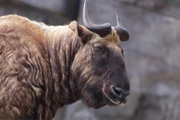 Mishmi takin