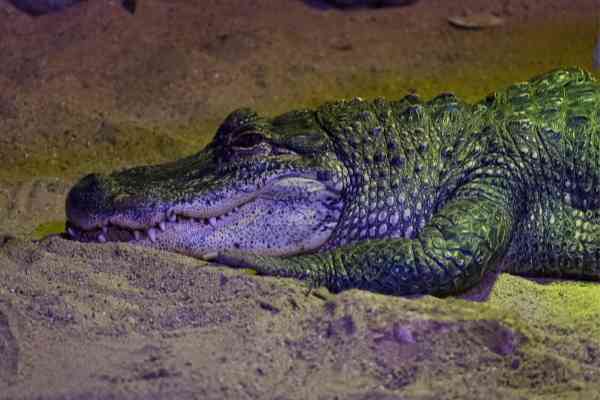 Mississippialligator