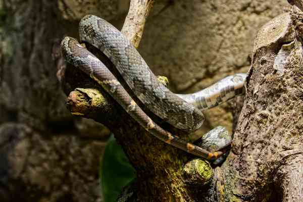 Moellendorff's rattenslang