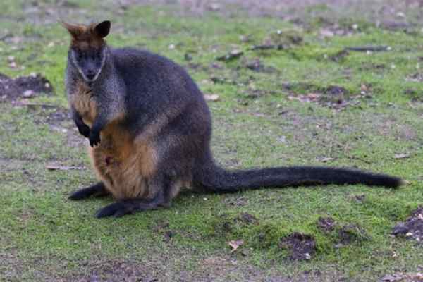 Moeraswallaby