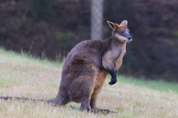 Moeraswallaby