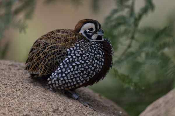 Montezuma kwartel