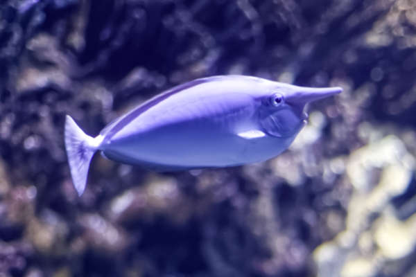 Witte eenhoornvis