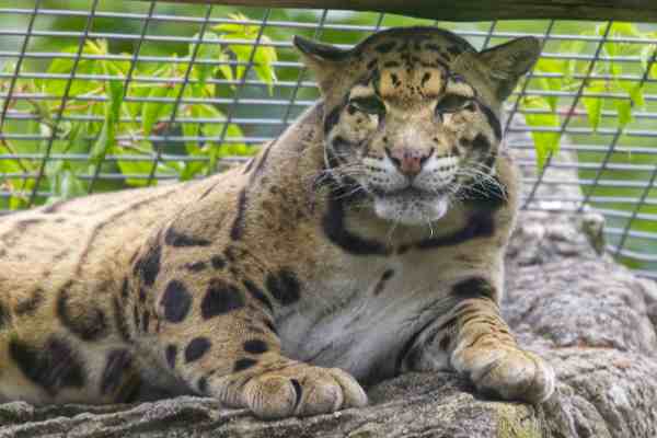 Nevelpanter