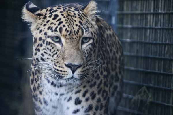 Noord-Chinese panter