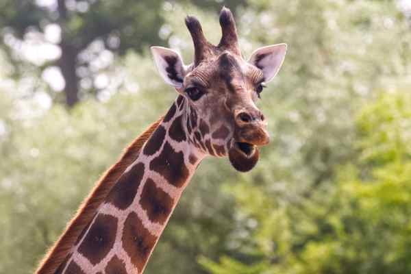 Giraffe (No)