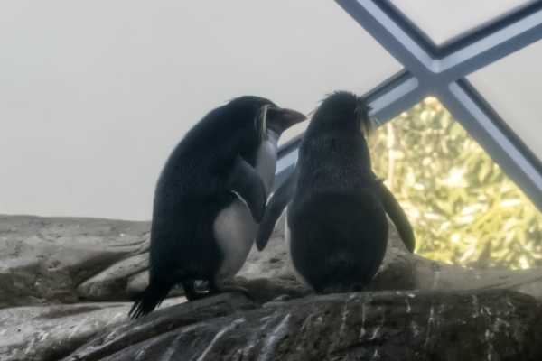 Noordelijke rotspinguïn