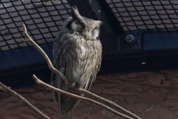 N.witwangdwergooruil