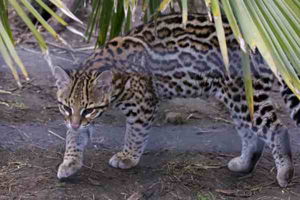 Ocelot