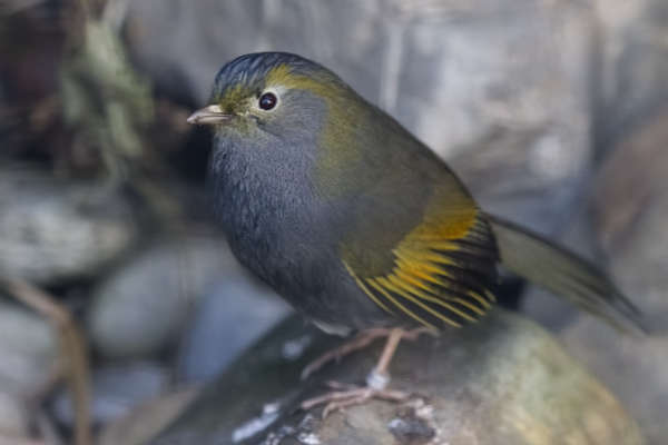 Omeitimalia