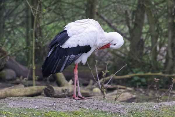 Ooievaar