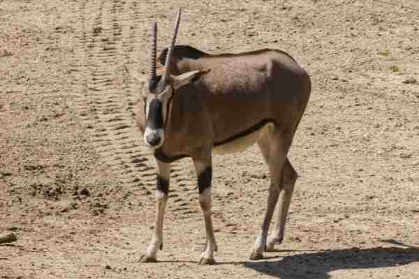 Spiesbok