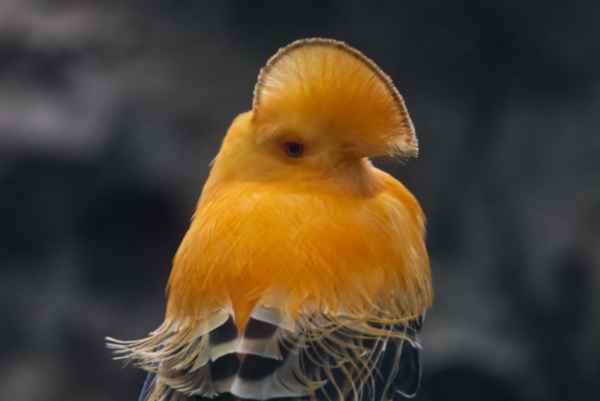 Oranje rotshaan