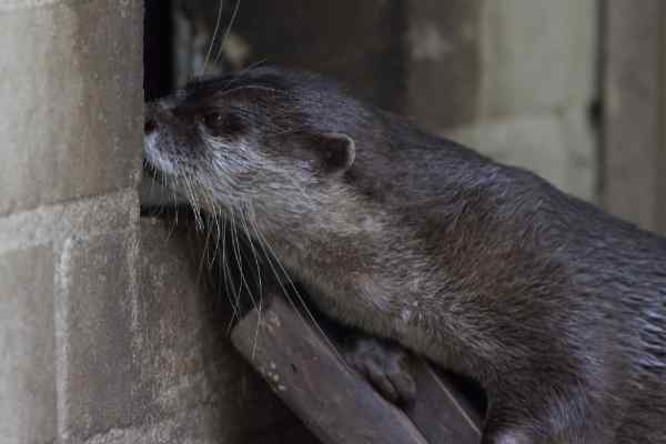 Otter