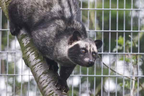 Palm Civet kat