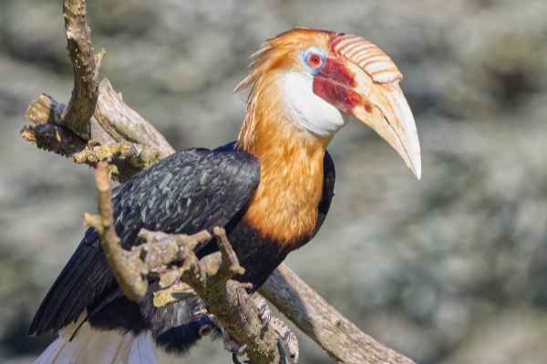 Papoea Jaarvogel