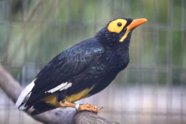 Papoeamaina