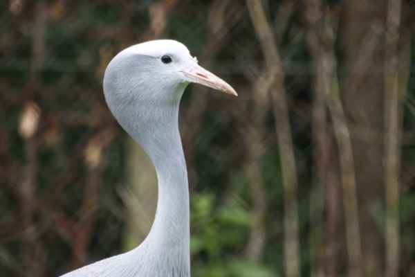 Paradijskraanvogel