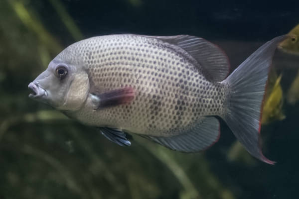 Pinstreephancichlide