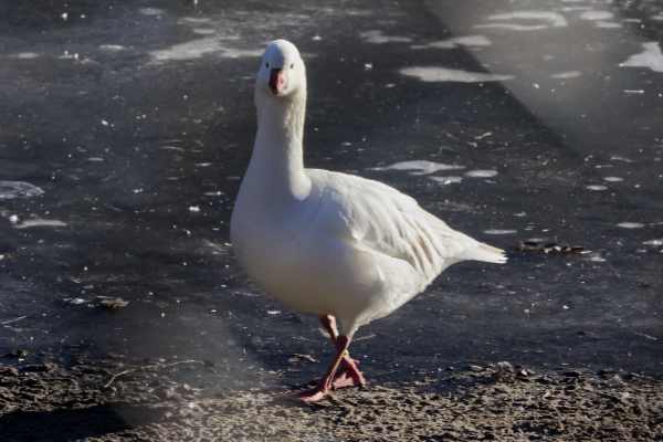 Parkgans