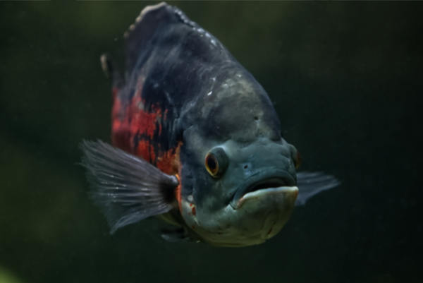 Pauwoogcichlide