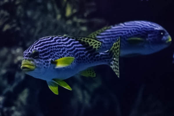 Plectorhinchus lineatus