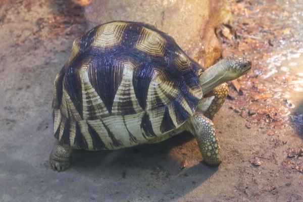 Ploegschaarschildpad
