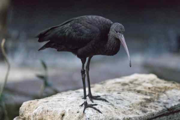 Puna-ibis