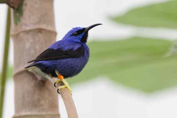 Purpersuikervogel