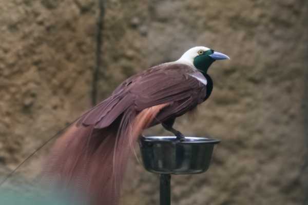 Raggi's Paradijsvogel