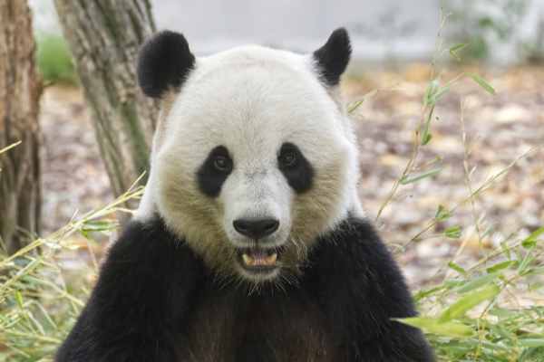 Reuzenpanda