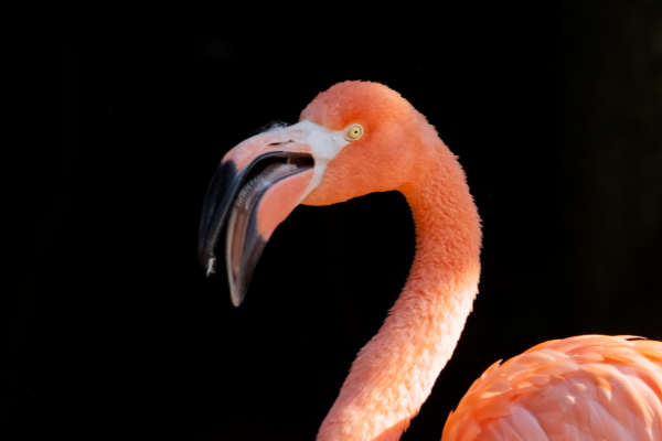Rode flamingo