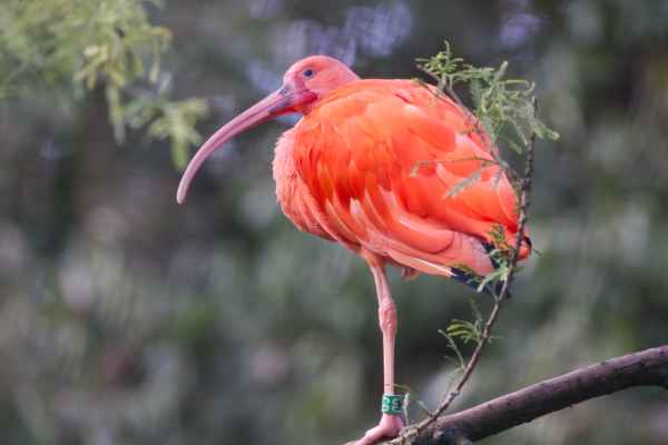 Rode Ibis